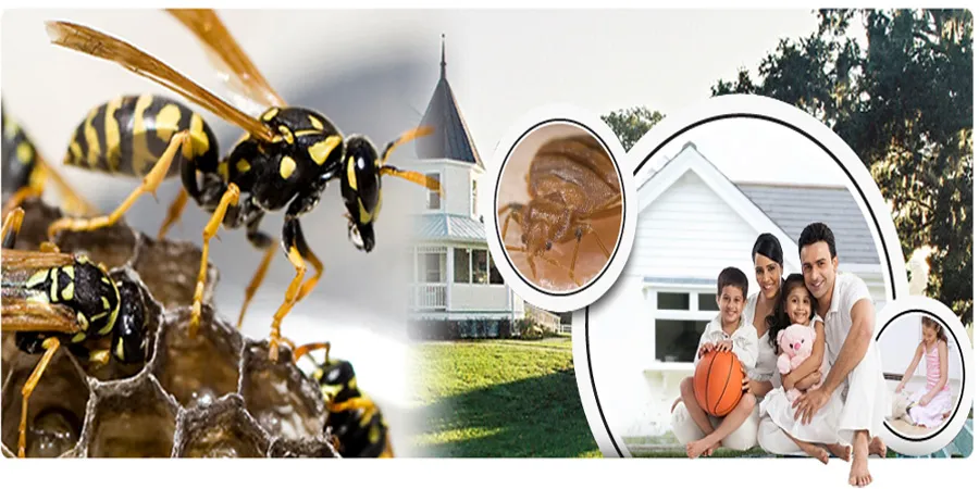 Asian Pest Management Service