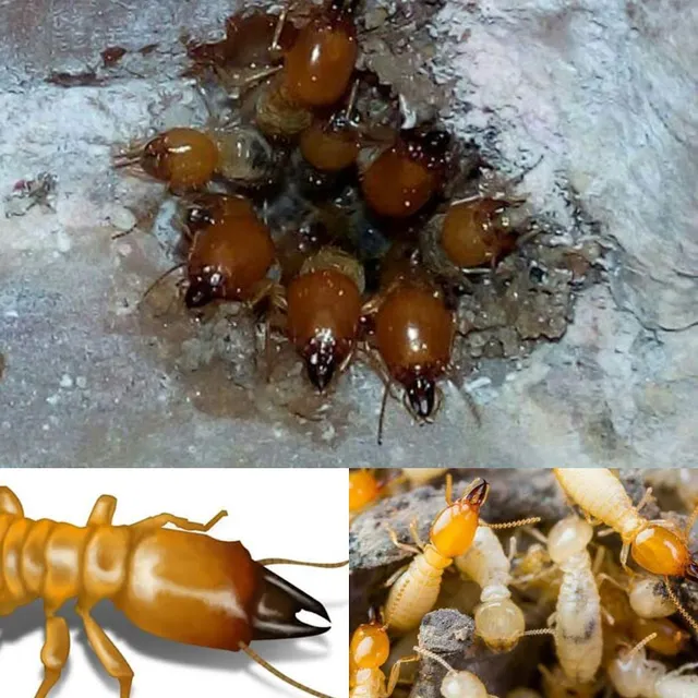 Evergreen Pest Control Services, Trichy, Tamilnadu - 2