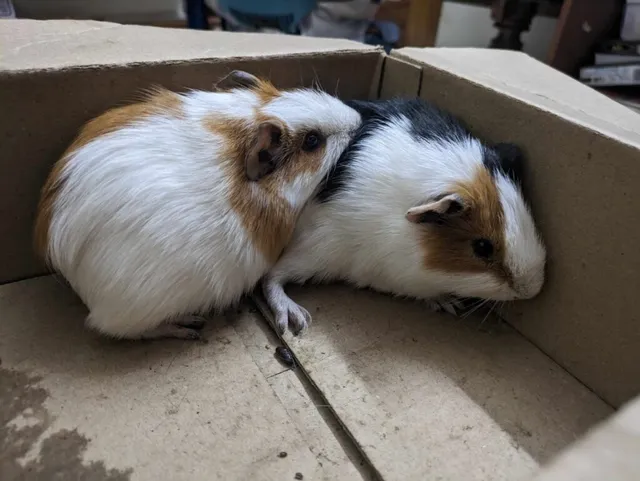 Sai Gokul Pets World Pet Shop - 3