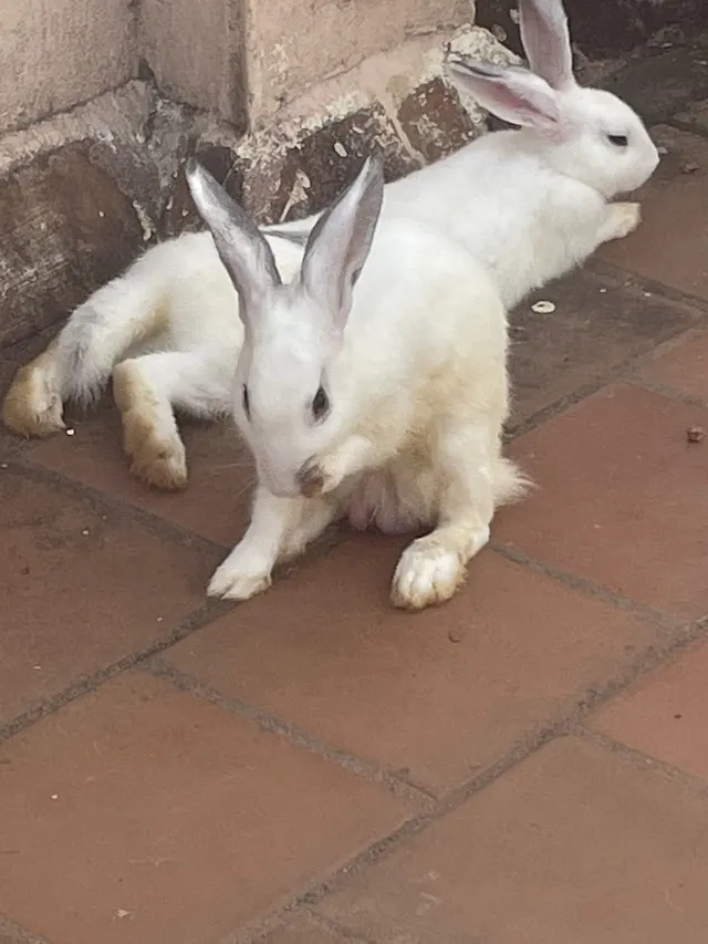 Sai Gokul Pets World Pet Shop - 4