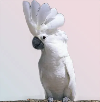 Mufasa Pets Exclusive birds pet shop in chennai - 3