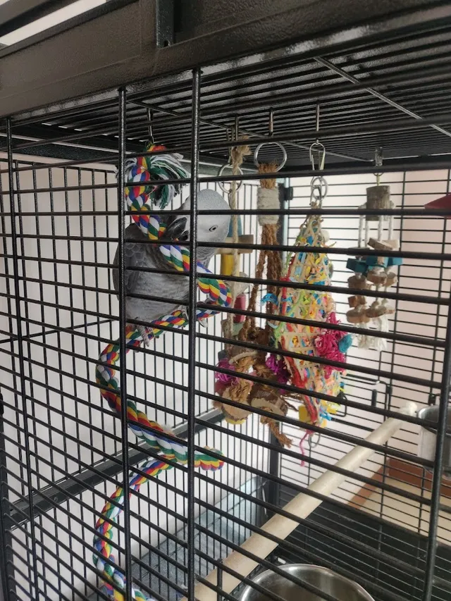 Mufasa Pets Exclusive birds pet shop in chennai - 4