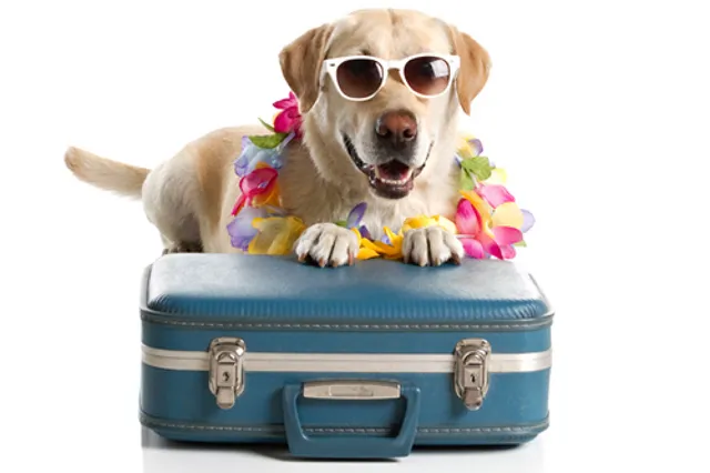 PETS DAILY NEEDS - 4