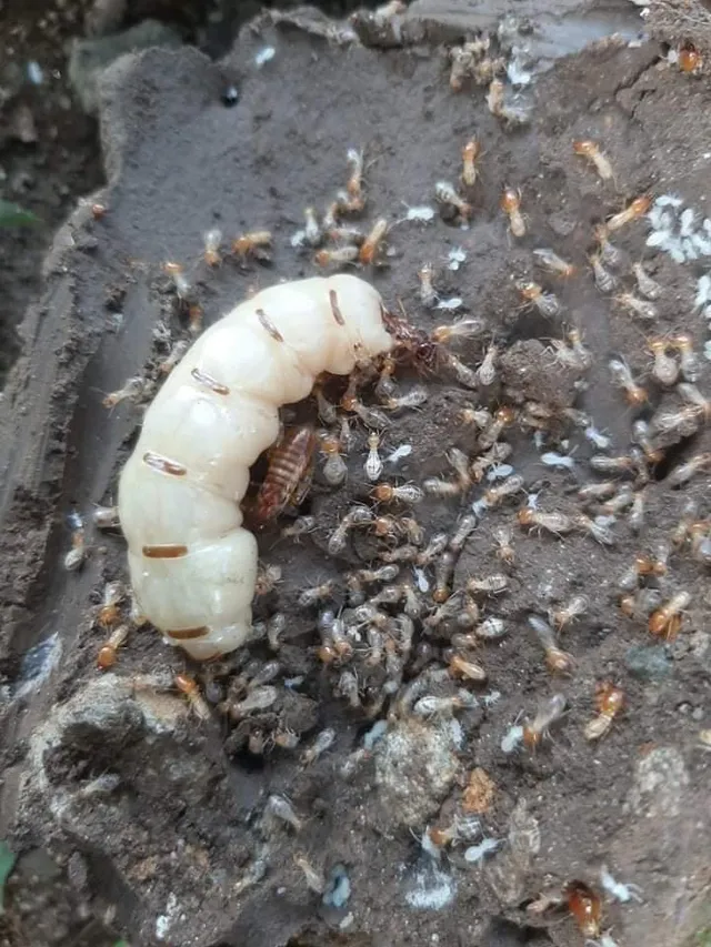 Sri Sai Pest Control Management Services Chennai - 2