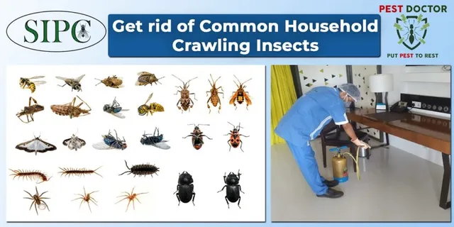 SIPC | Best Pest Control Chennai | Pest Control Services in Chennai - 2