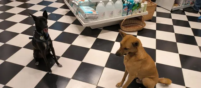 Heads Up For Tails | Anna Nagar, Chennai - 2