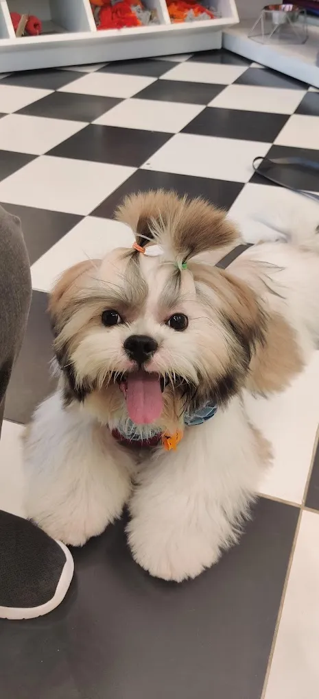 Heads Up For Tails | Anna Nagar, Chennai - 4