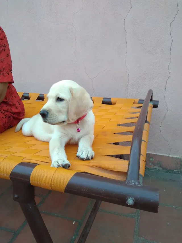 C.R Pets & Aquarium - pet shop, pet food & accessories, puppies sale - 3