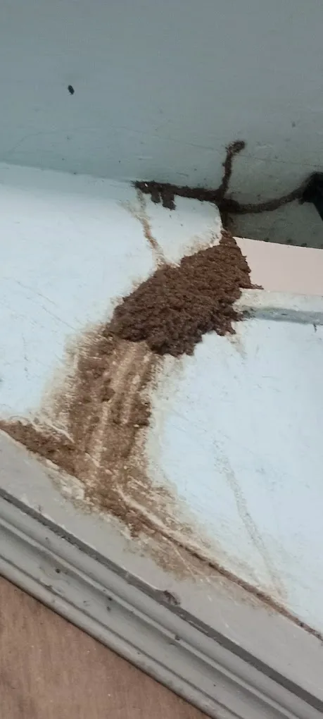 Kavi Pest Control - 2