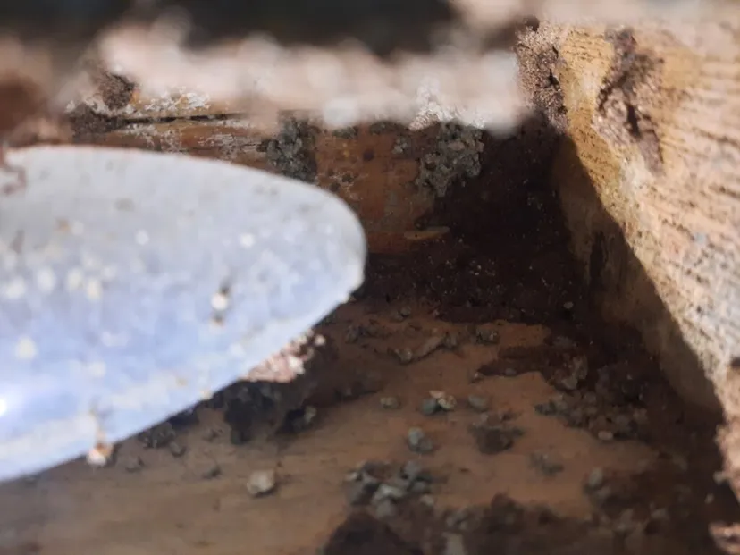 Faith Pest Control - 2