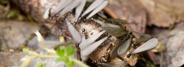 City Pest Control Services - 3