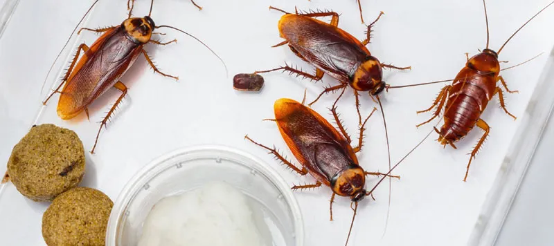 City Pest Control Services