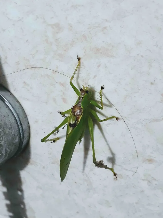 Premier Pest Solution - 3