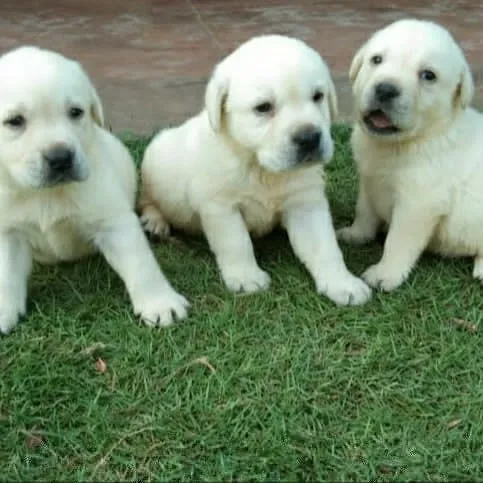 Archana pet world &aquarium