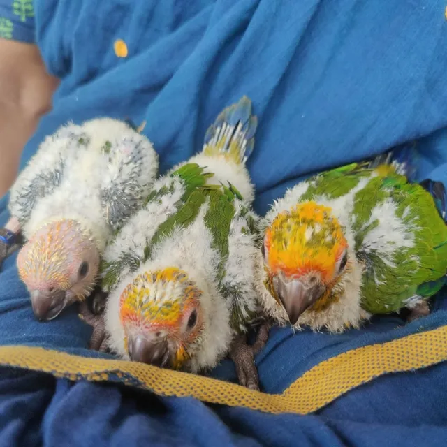 Archana pet world &aquarium - 2