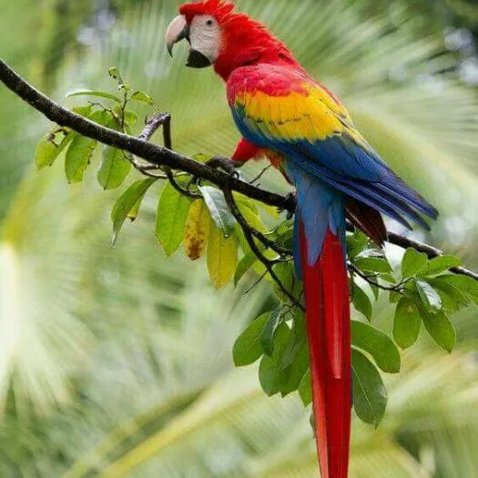 Archana pet world &aquarium - 3