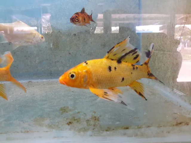 DHIYA PETS & AQUARIUM - 4