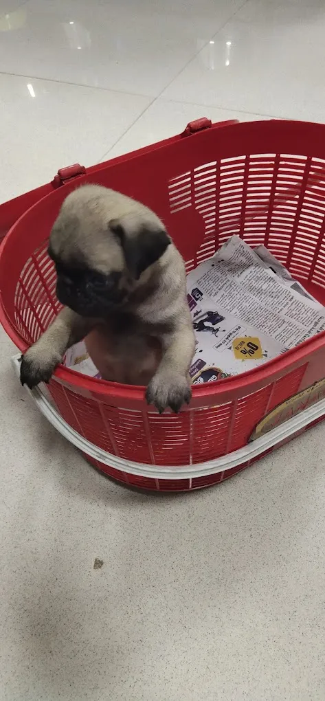 Kovai Pets Carnival - 3