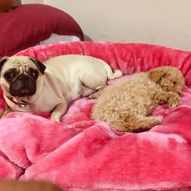 Kovai Pets Carnival - 2