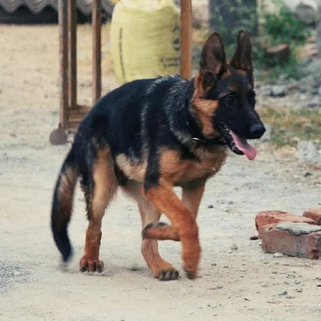 JUST 4 PET STORE - 3