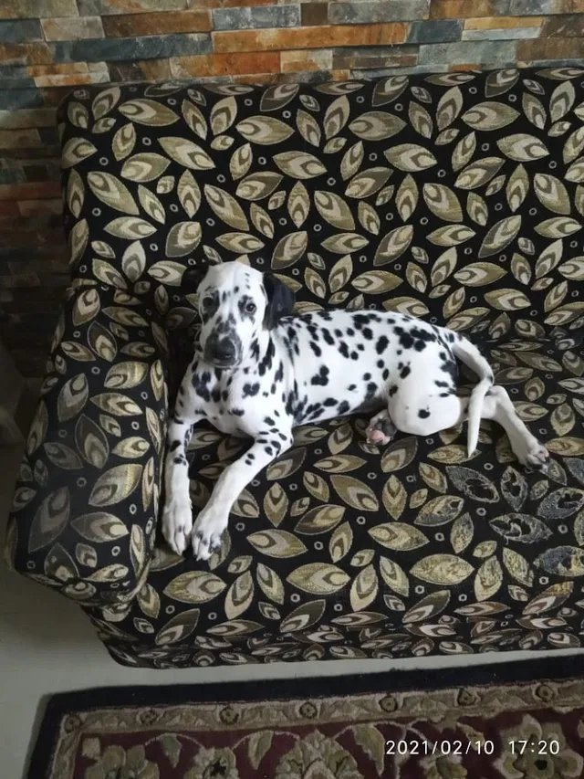 Wyns Pets and kennel - 4