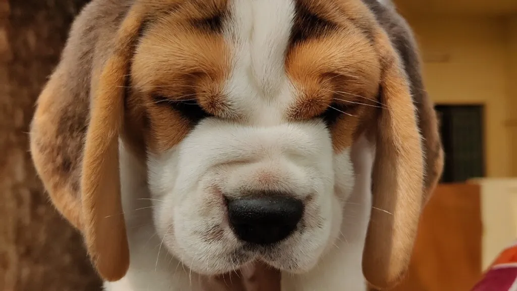 Wyns Pets and kennel