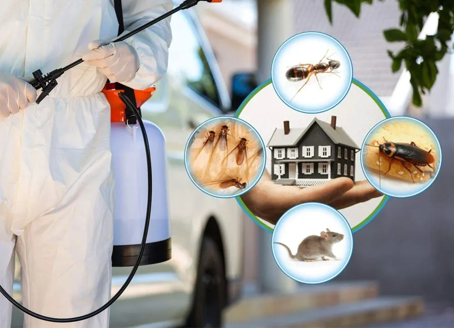 The King Pest Management pest controller