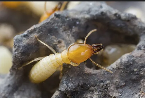 DelmanExpert Pest Control Services | Coimbatore - 4