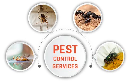 Professional pest Control - 3