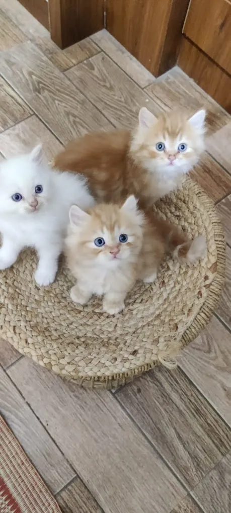 Sharukh Pets Shop - 3