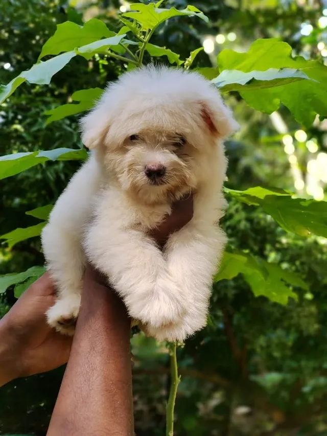 Sathya's Petz Paradise - 2