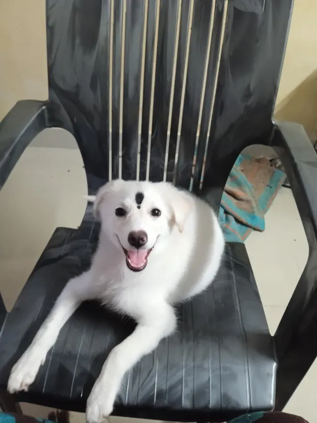 Thillai Pets & Clinic - 2