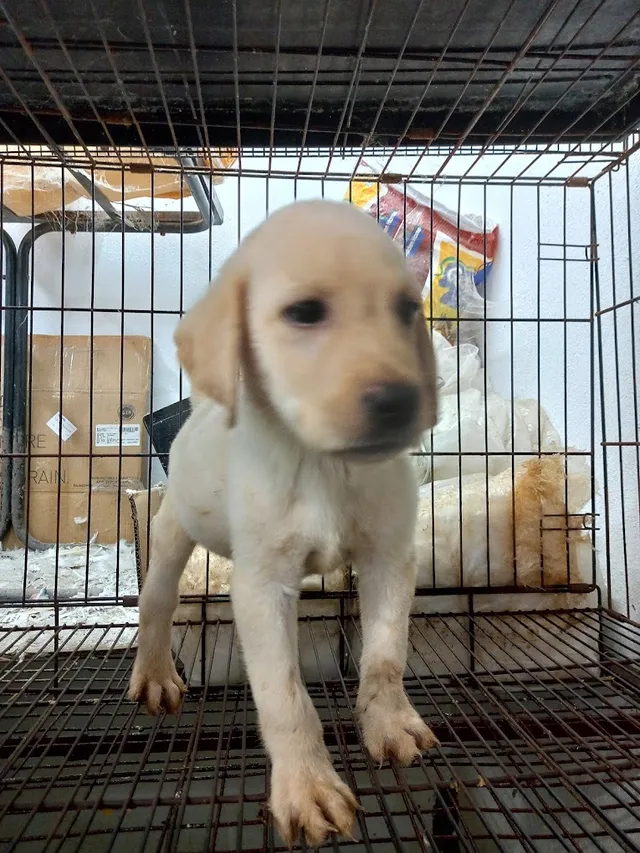 Thillai Pets & Clinic - 4