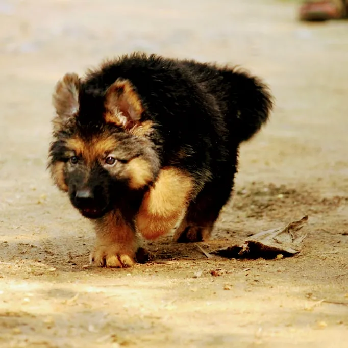 Petlovers show dogs world