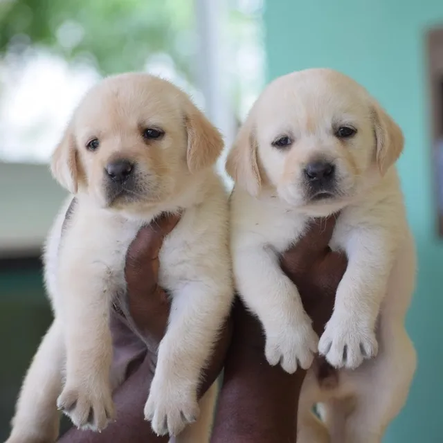 Petlovers show dogs world - 2