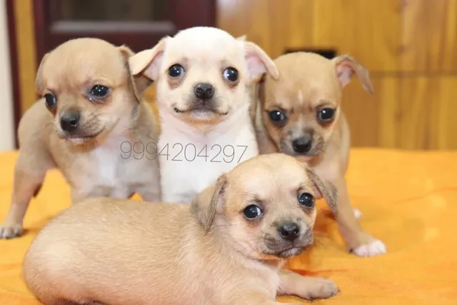 Petlovers show dogs world - 3