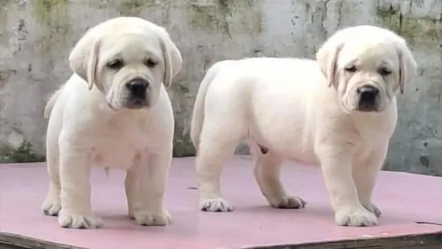 Petlovers show dogs world - 4