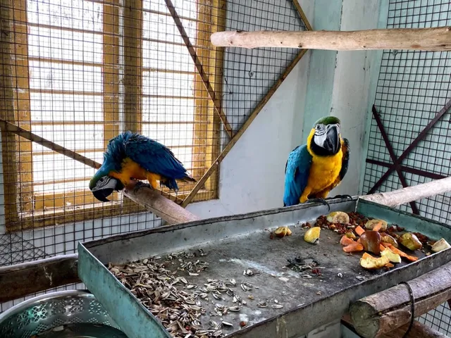 PETS PARADISE PONDY - 4