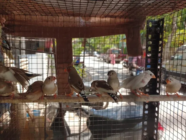 STEPHE PET SHOP & MARTINA FISH WORLD - 4