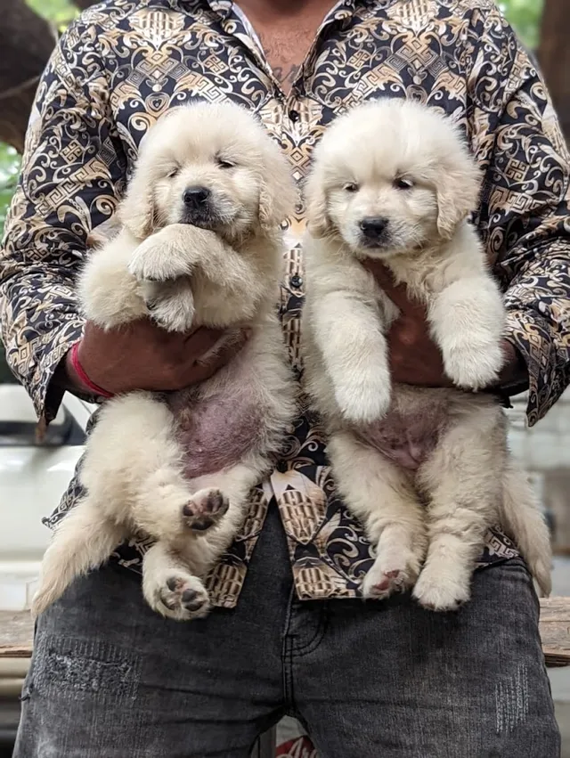 Petco Pondicherry - 3