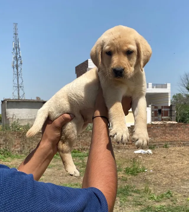 Petco Pondicherry - 4