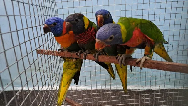 T birds (pet shop and aquarium) - 2