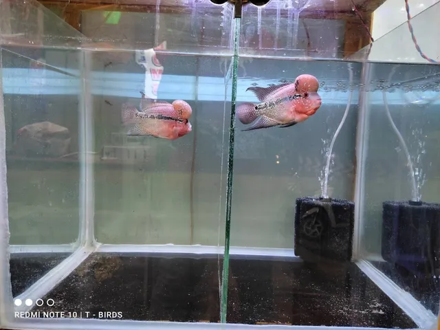 T birds (pet shop and aquarium) - 3