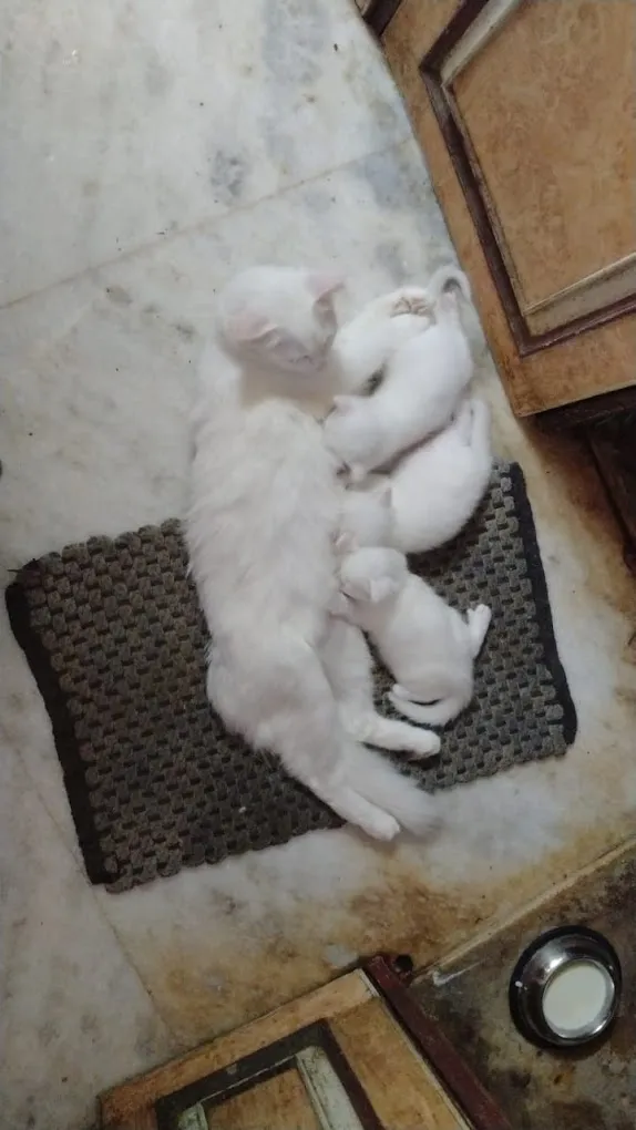 T birds (pet shop and aquarium) - 4