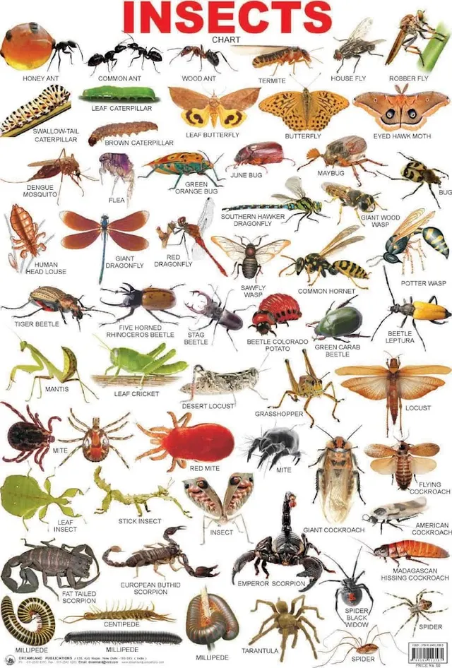 A to Z PEST CONTROL SERVICES | Commercial Pest Control Service | Residential Pest Control Service - 4