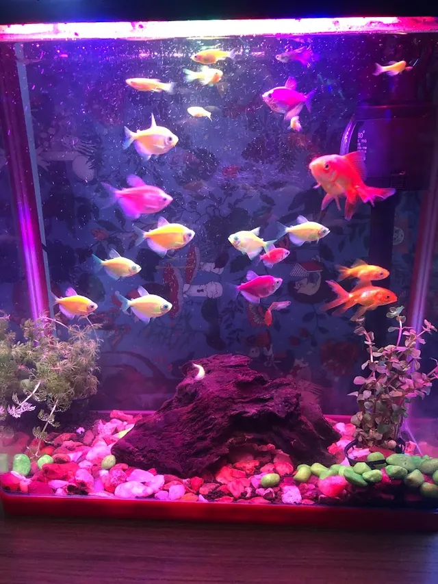 Neelas's Live Colours Aquarium & Pets - 4