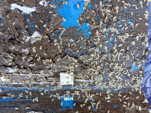 SM Pest Management Service - 4