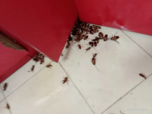 INDIAN PEST CONTROL - 2