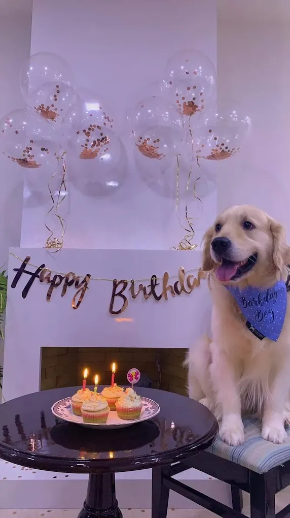 Jeeva Fish 'n' Pets - 2