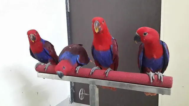 Jeeva Fish 'n' Pets - 3